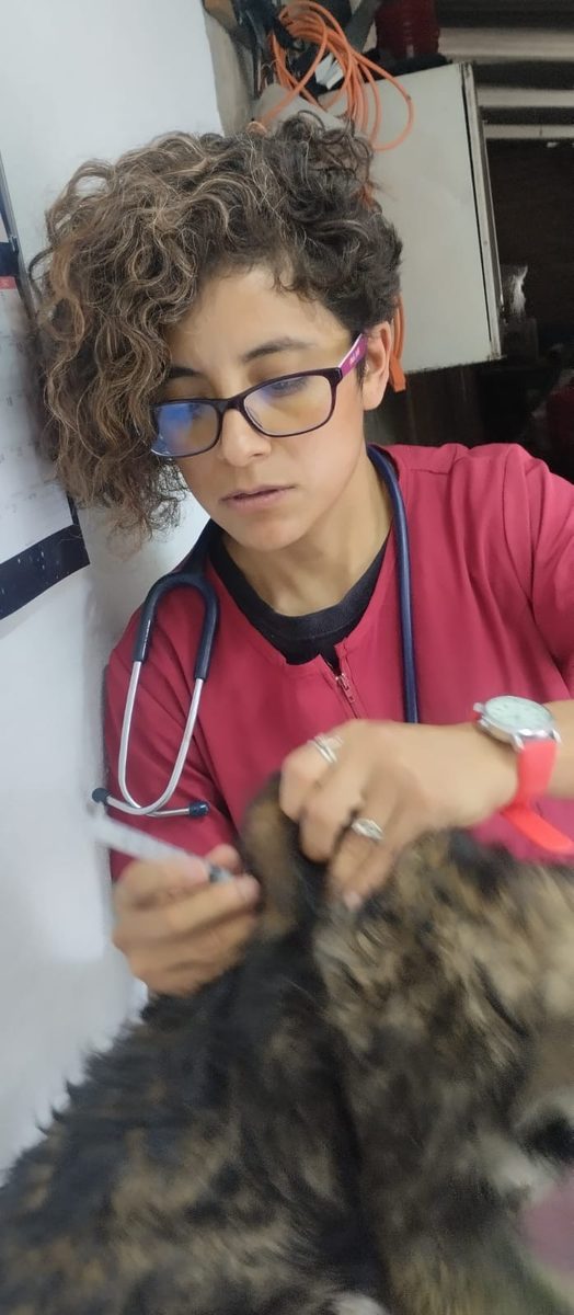 Profesional realizando toma de muestra en perro